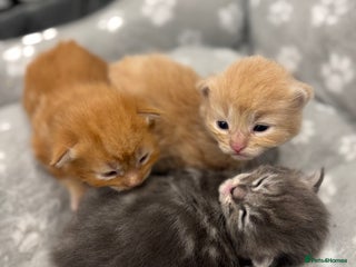 Ragcoon cats for sale: Maine coon x Ragdoll/Bengal kitten available - Advert 1