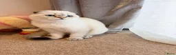 Scottish Fold cats for sale: 🐾 Stunning Scottish Fold Girl  🐾 - Advert 19