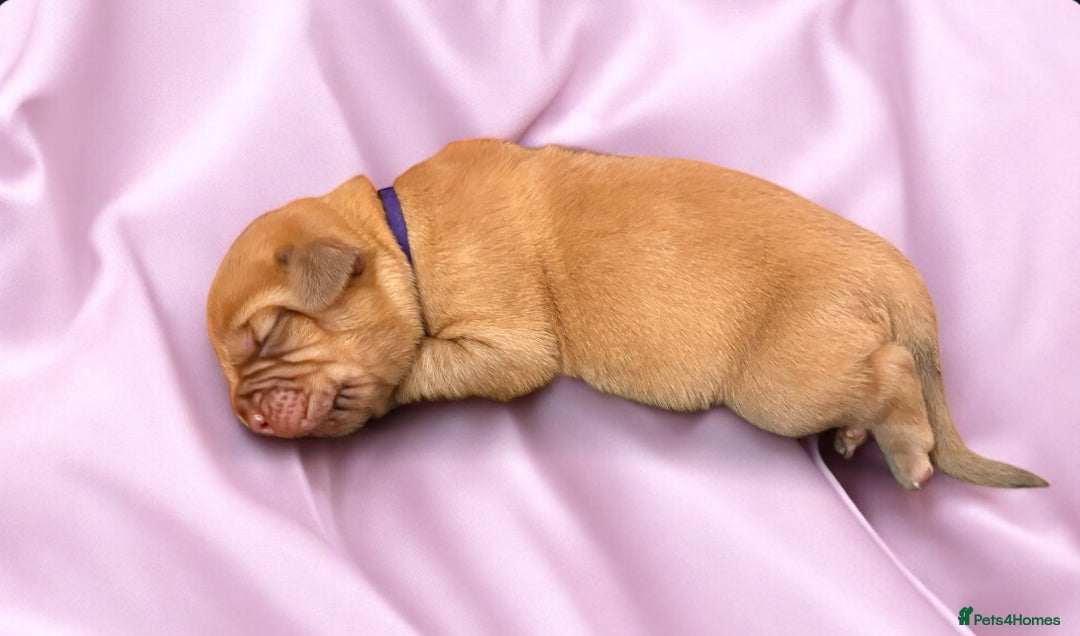 Dogue De Bordeaux dogs for sale: KC reg Dogue de Bordeaux puppies  - Image 10