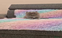 British Shorthair cats for sale: 💙British Shorthair and Long.. Blue kittens ❤️💛💚 - Image 19
