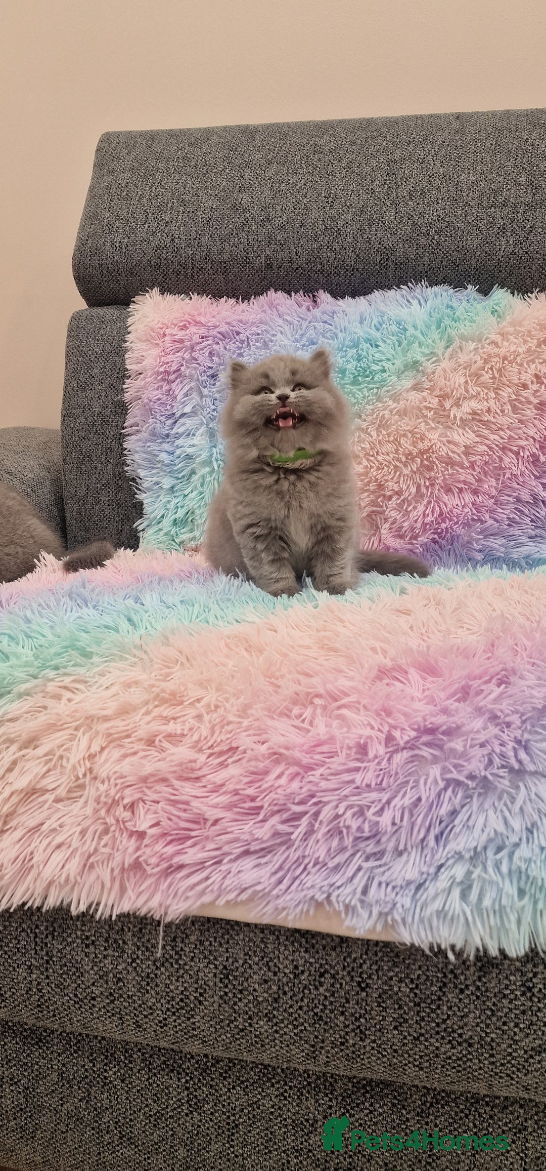 British Shorthair cats for sale: 💙British Shorthair and Long.. Blue kittens ❤️💛💚 - Image 19