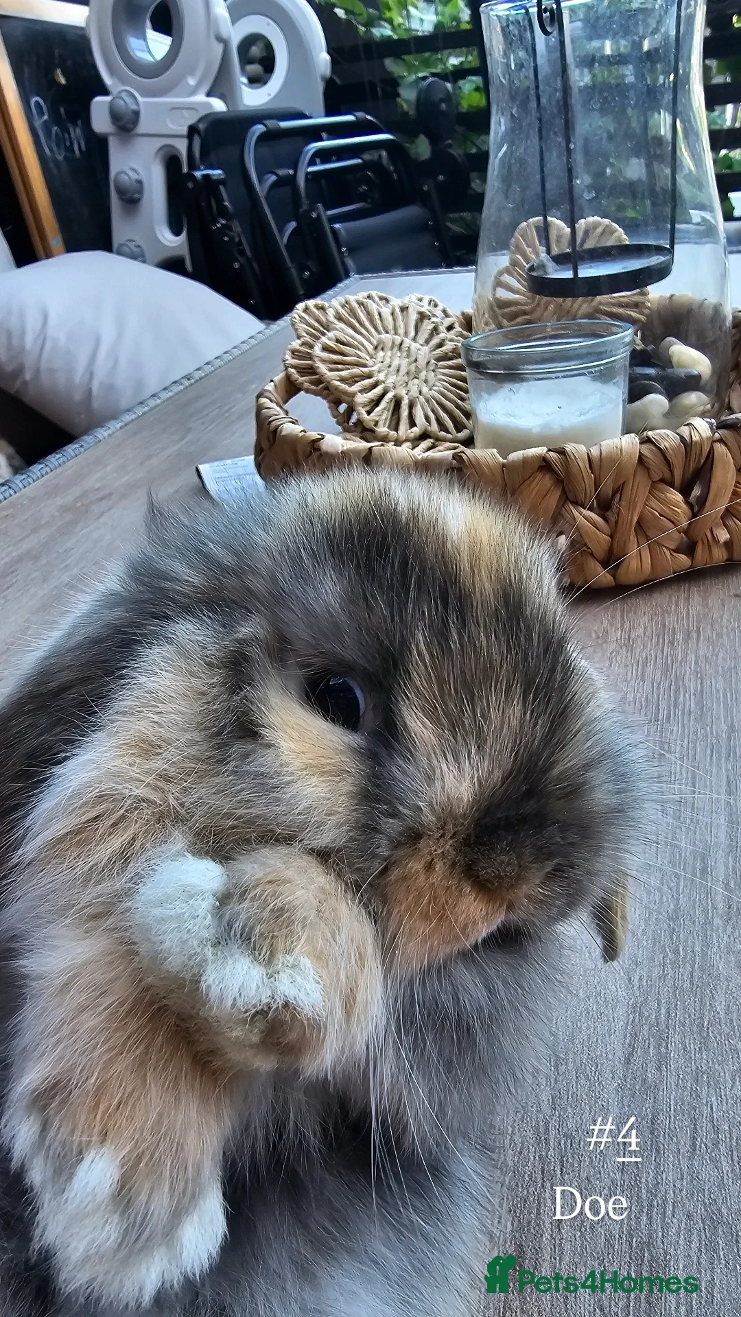 Mini Lop rabbits for sale: Mini lops for sale pure  - Image 5