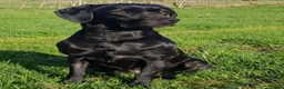 Labrador Retriever dogs for sale: RESERVE-RKC Reg pups by field Trail Champion lines - Advert 3
