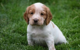 Cocker Spaniel dogs for sale: Cocker spaniel  - Image 2