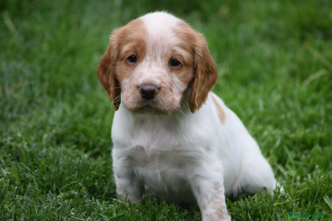Cocker Spaniel dogs for sale: Cocker spaniel  - Image 2