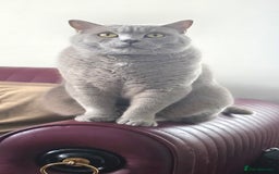 British Shorthair cats for sale: Adult British Short Hair male for adoption  - Image 3