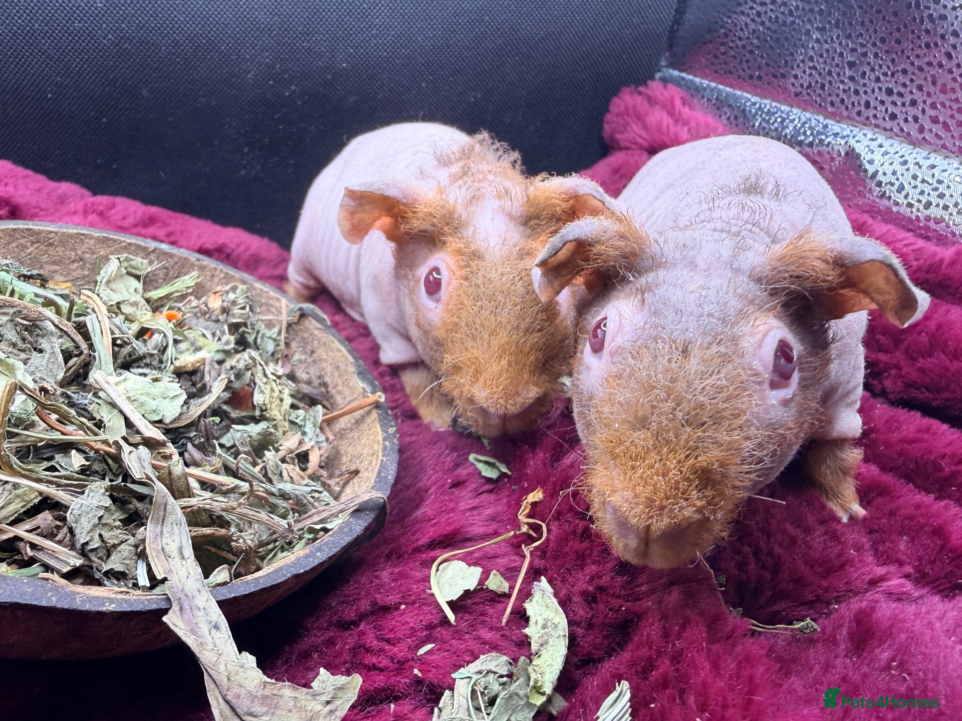 Guinea Pig rodents Skinny Pig Boys Ready Now - Advert 18