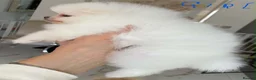 Pomeranian dogs for sale: Gorgeous Pom Puppies  - Advert 22