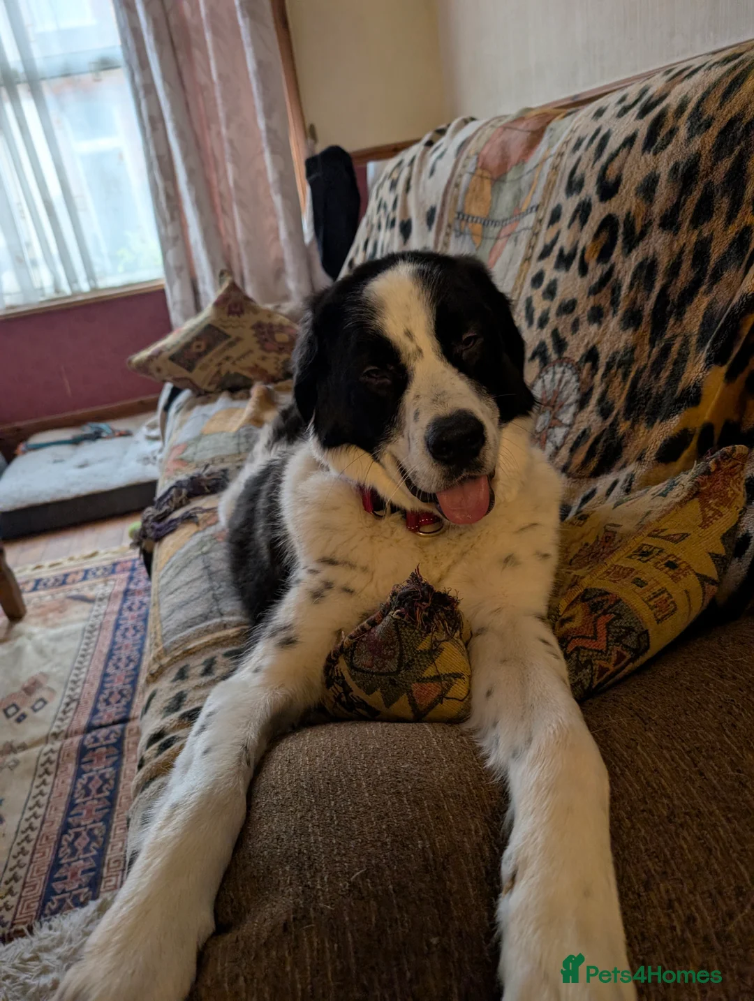 Mixed Breed dogs for adoption: Mecho, 1.5-2 yrs old. I adopted . - Advert 2