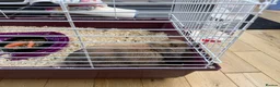 Mixed Breed rabbits for sale: Pet Rabbit for sale in Washington - Advert 2