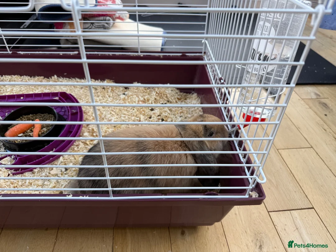 Mixed Breed rabbits for sale: Pet Rabbit for sale in Washington - Advert 2