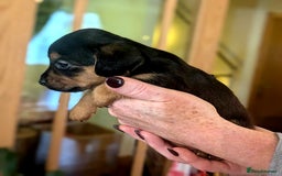 Mixed Breed dogs for sale: Jack Russel Pups in Machynlleth - Image 20
