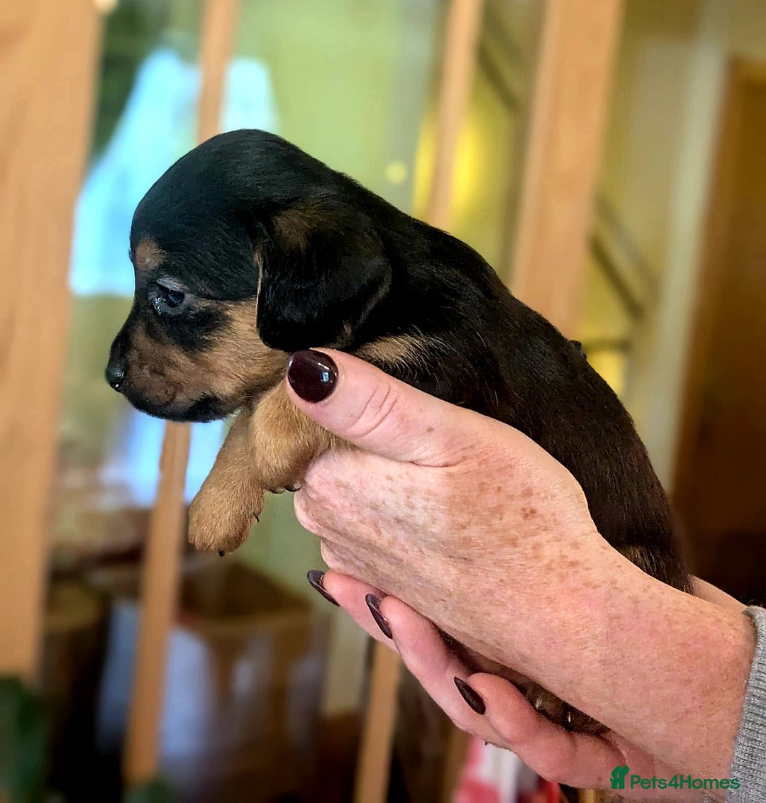 Mixed Breed dogs for sale: Jack Russel Pups in Machynlleth - Image 20