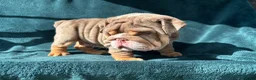 English Bulldog dogs for sale: 🌟 Quality English Bulldog Puppies ⭐️  - Advert 9