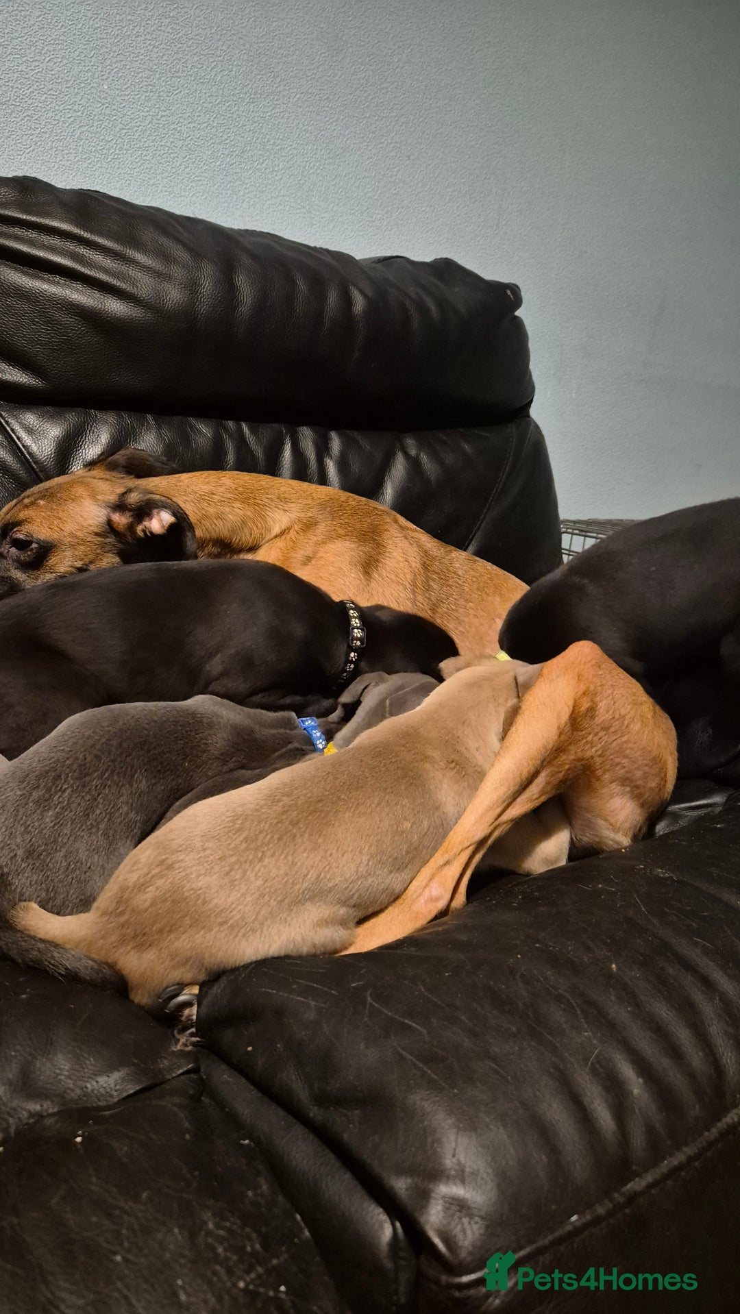 Mixed Breed dogs for sale: Greyhound lurcher cross - Advert 21