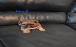 Shih Tzu dogs for sale: Karashishi imperial shih-tzu puppies  - Image 3