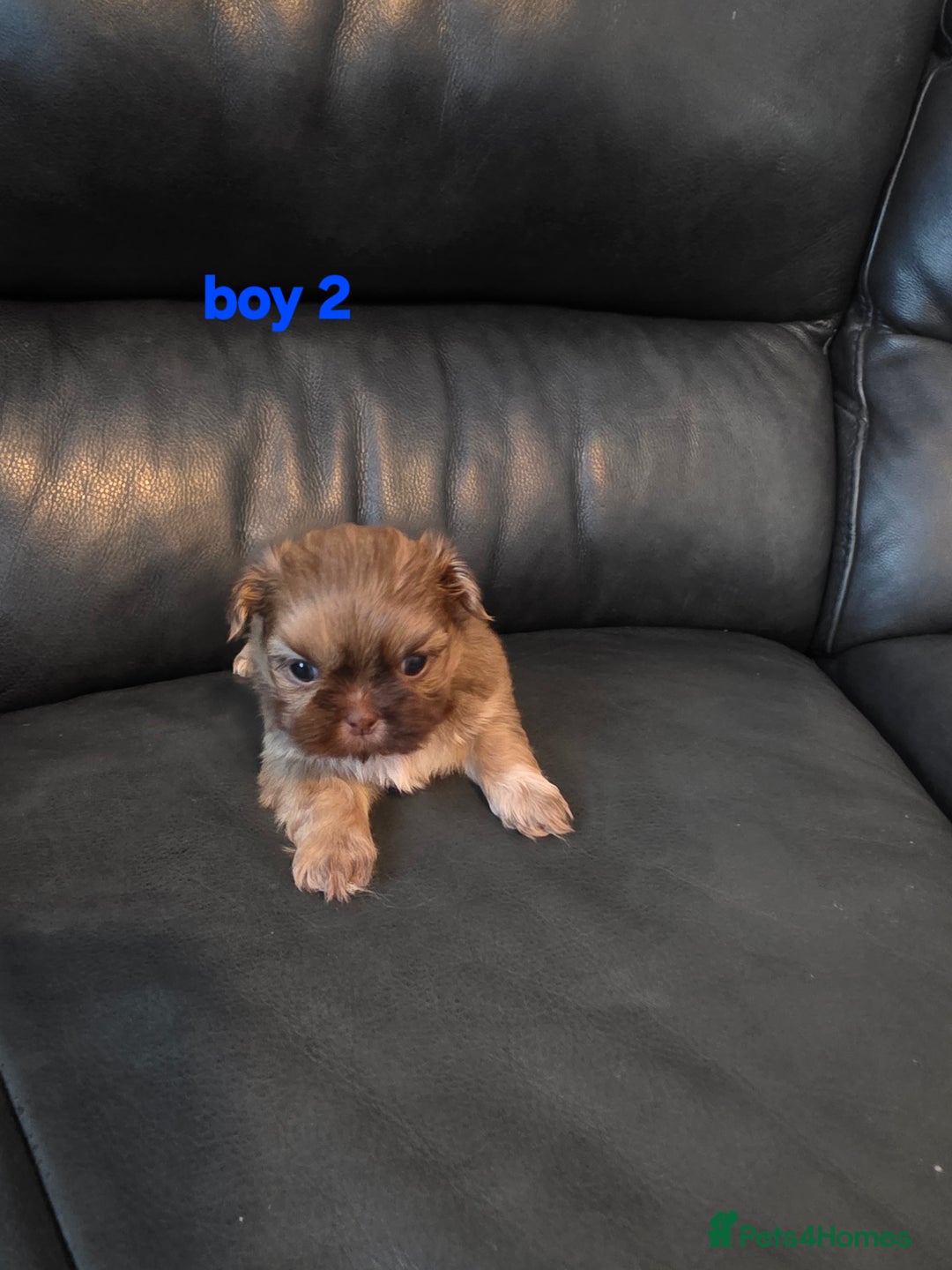 Shih Tzu dogs for sale: Karashishi imperial shih-tzu puppies  - Image 3