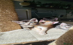 Abyssinian cats for sale: Abyssinian and Bengal x kittens 😻 - Image 13