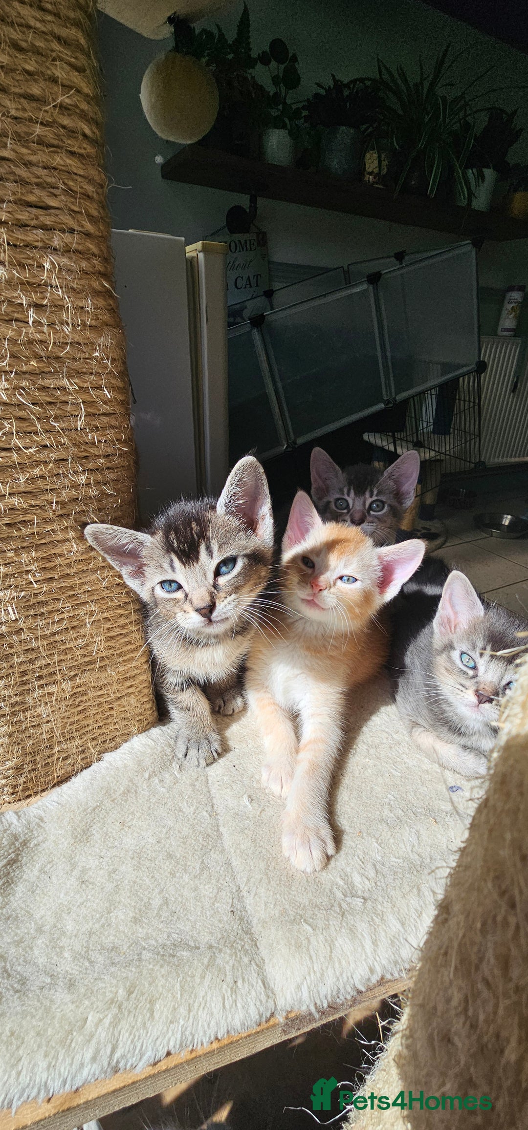 Abyssinian cats for sale: Abyssinian and Bengal x kittens 😻 - Image 13