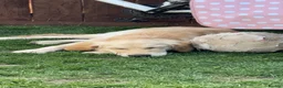 Golden Retriever dogs for sale: REHOME Parker the golden retriever  - Advert 4