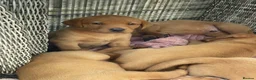 Labrador Retriever dogs for sale: Fox Red Labrador Puppies - Advert 3