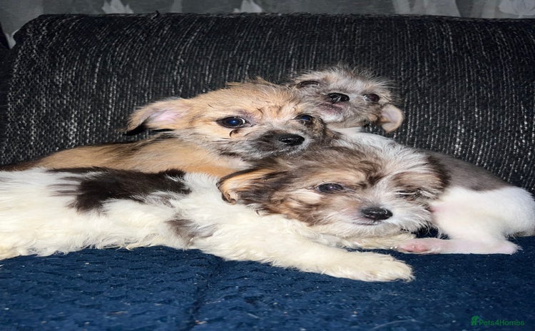 Mixed Breed dogs - Advert 7