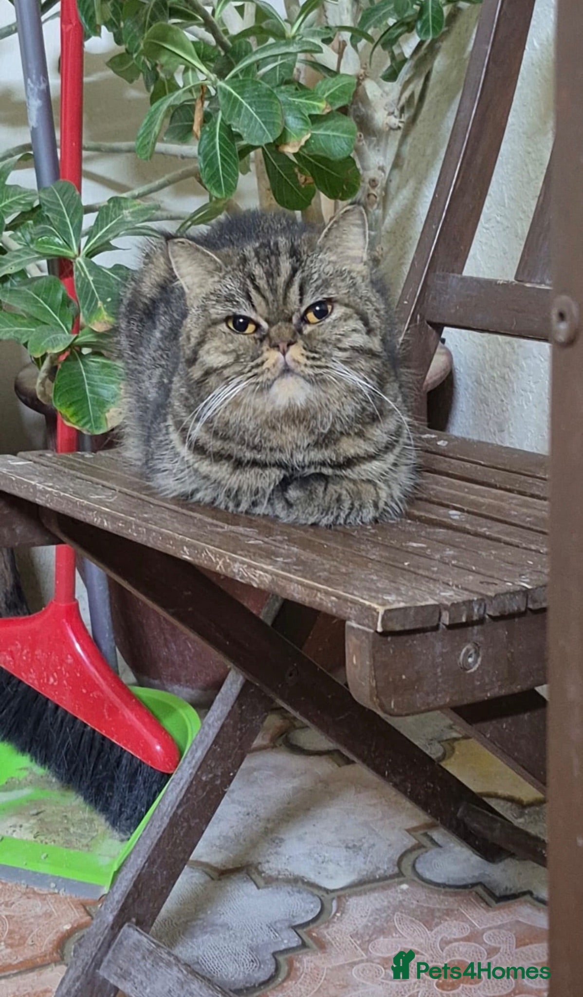 Domestic Shorthair cats Maggie May - Advert 11