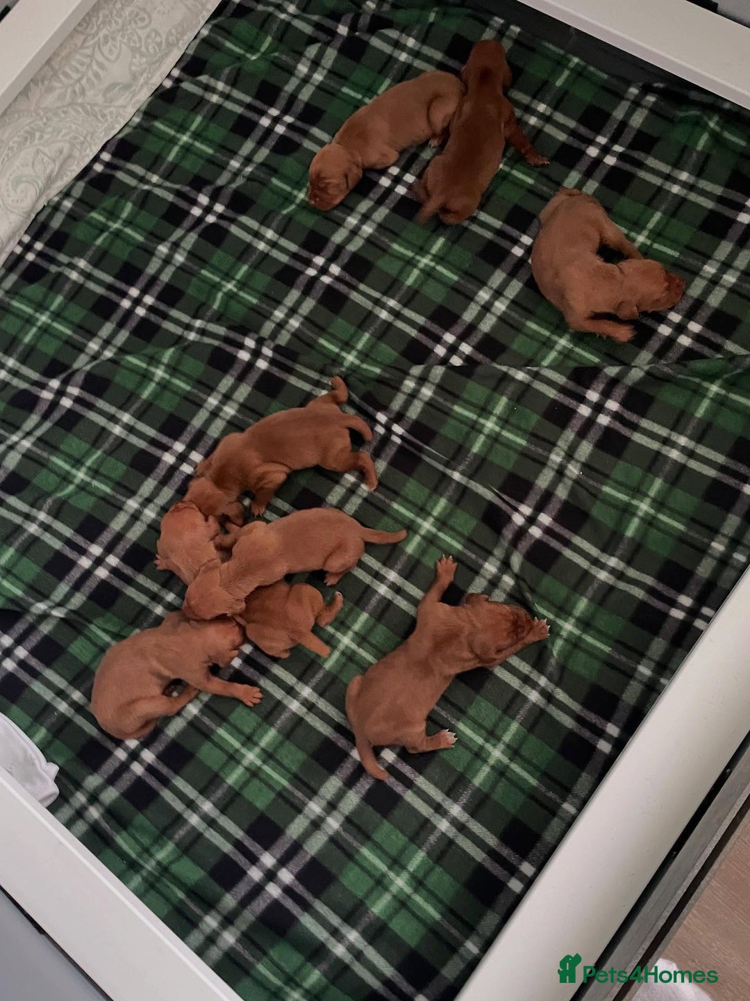 Hungarian Vizsla dogs for sale: Adorable Hungarian Vizsla Puppies - Image 6