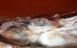 Mini Lop rabbits for sale: Mini Lops  - Image 1
