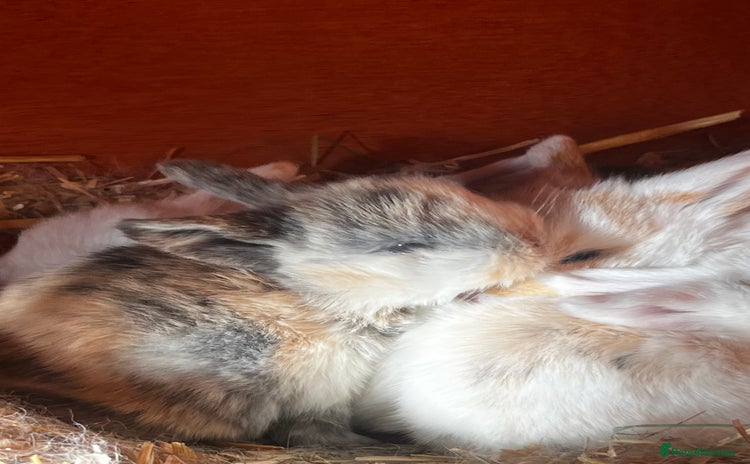 Mini Lop rabbits - Advert 12