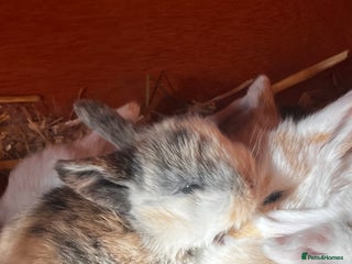 Mini Lop rabbits - Advert 23
