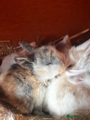Mini Lop rabbits - Advert 11