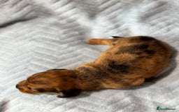 Miniature Dachshund dogs for sale: Beautiful litter of 4 miniature daschunds  - Image 5