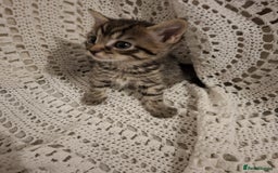 British Shorthair cats for sale: beautiful kittens available to pick up - Image 9