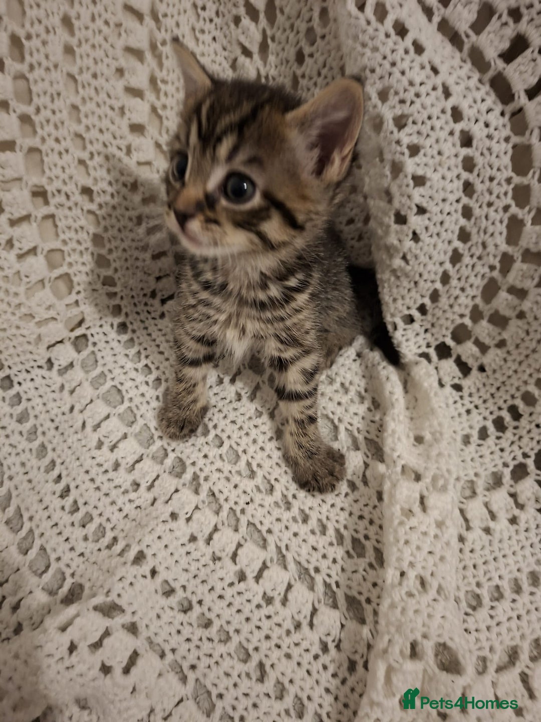 British Shorthair cats for sale: beautiful kittens available to pick up - Image 9