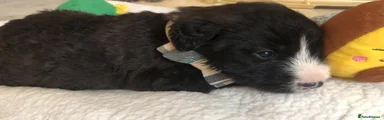 Mixed Breed Puppy 2