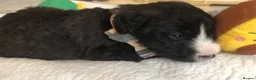 Mixed Breed dogs for sale: 2 beautiful boys left from litter of 6 - Advert 7