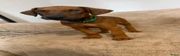 Dobermann dogs for sale: 1 FEMALE READY TO LEAVE NOW!! | Doberman pups!  - Advert 18