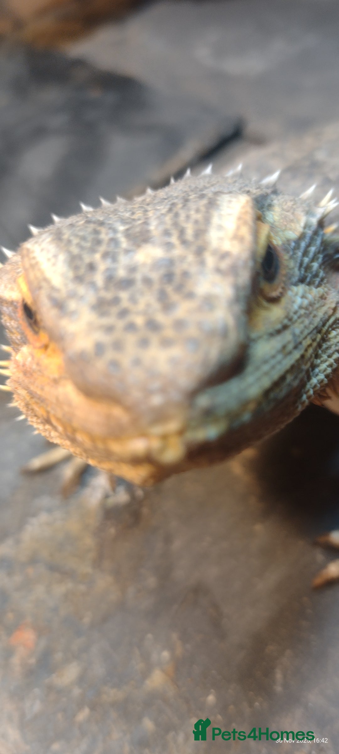 Bearded Dragon reptiles for sale: Bearded dragon with 6ft viv - Advert 2