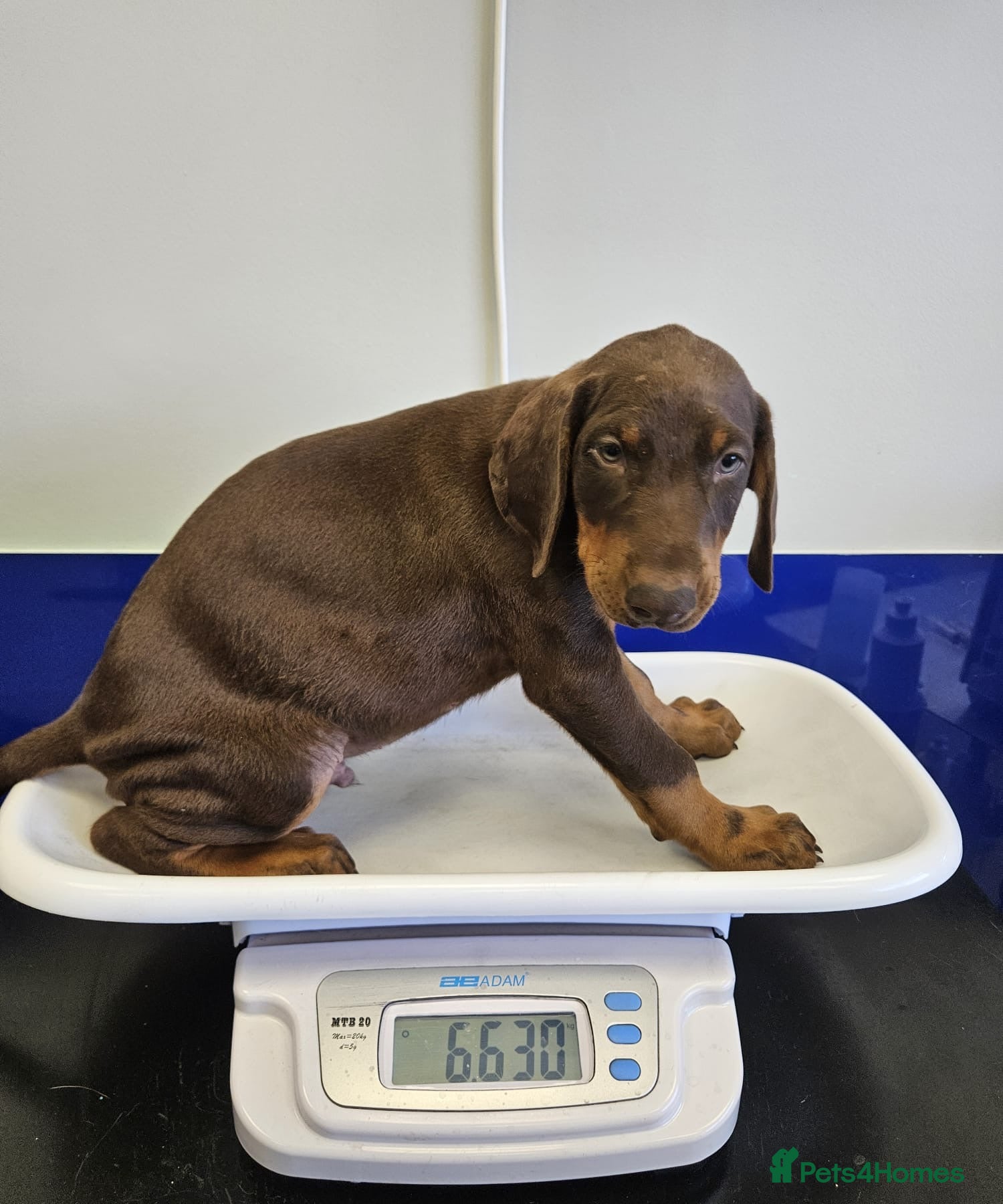 Dobermann dogs Ready Soon Beautiful Chunky KC Registered Puppies! - Advert 2