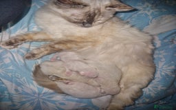 Ragdoll cats for sale: 4 Beautiful Ragdoll Kittens - Image 5