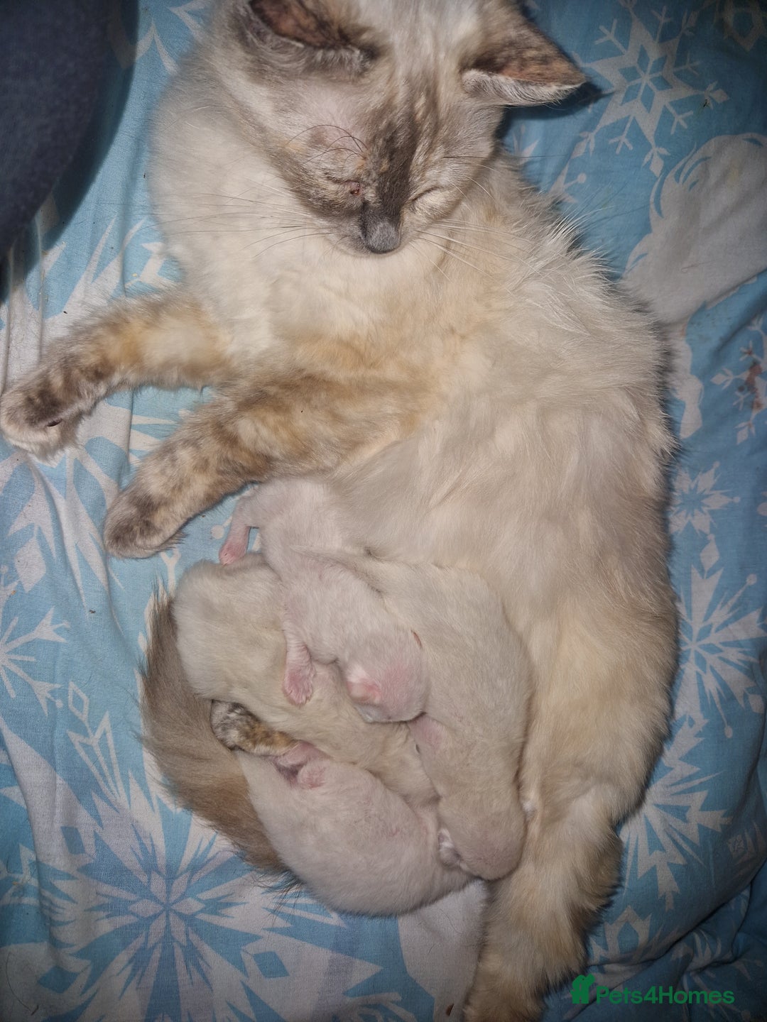 Ragdoll cats for sale: 4 Beautiful Ragdoll Kittens - Image 5