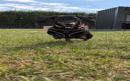 Miniature Dachshund dogs for sale: Energetic 2 year old minature dachshund  - Image 2