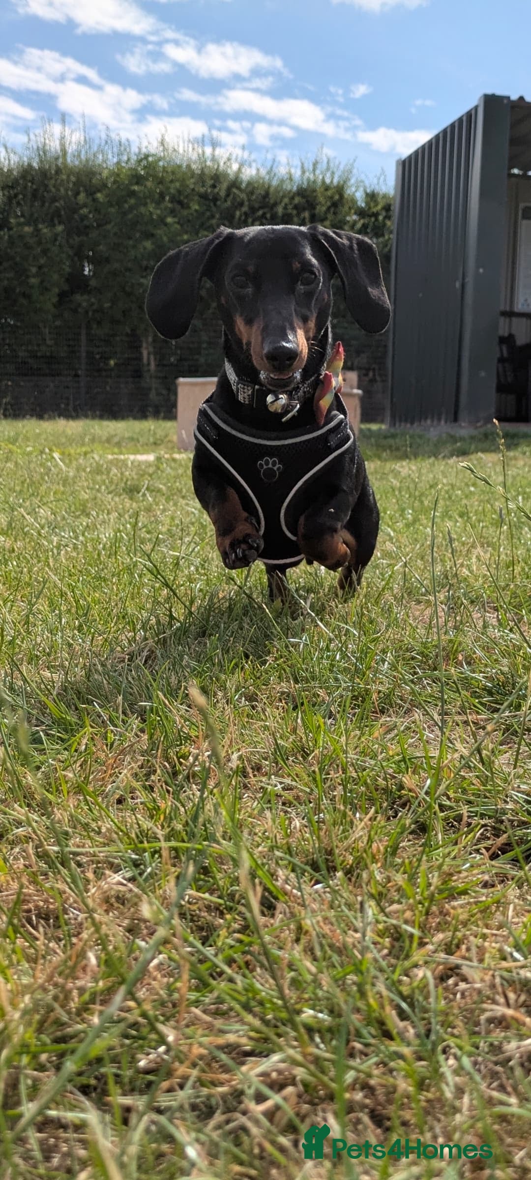 Miniature Dachshund dogs for sale: Energetic 2 year old minature dachshund  - Image 2