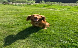 Cocker Spaniel dogs for sale: Kennel Club reg’d Cocker Puppies - Image 16