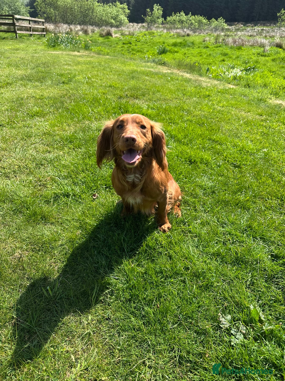 Cocker Spaniel dogs for sale: Kennel Club reg’d Cocker Puppies - Image 16
