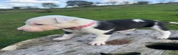 Lurcher dogs for sale: Beautiful Lurchers puppies  - Advert 15