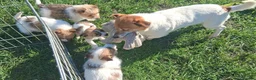 Jack Russell dogs for sale: Pure Jack Russell pups for sale in Maidstone - Advert 2