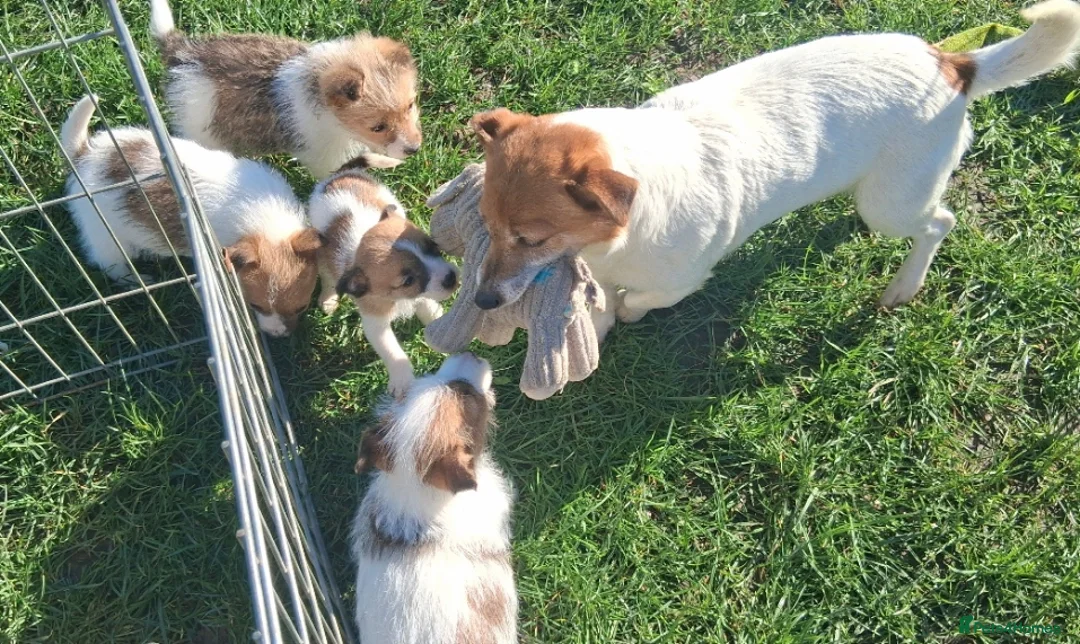 Jack Russell dogs for sale: Pure Jack Russell pups for sale in Maidstone - Advert 2