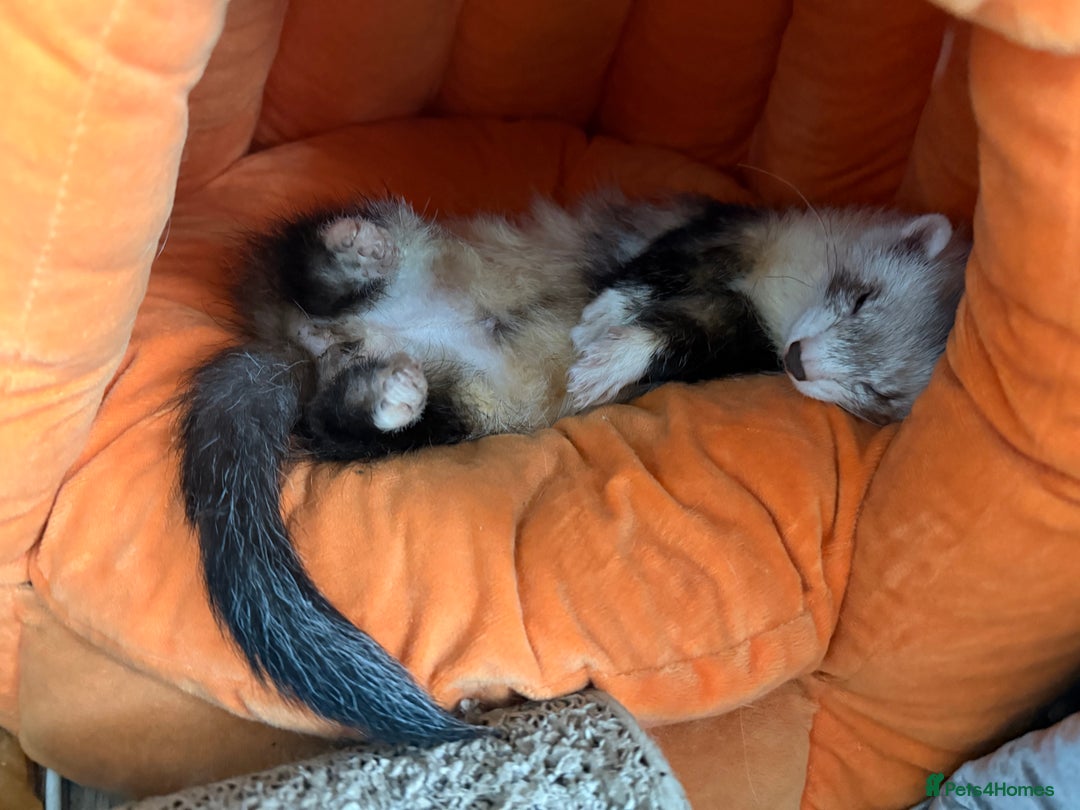 Ferret rodents for sale: Fifi & Skunk - Advert 6